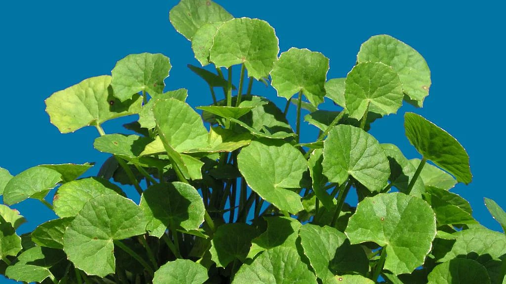 থানকুনি–পাতার ১০টি উপকারিতা, সঙ্গে জানুন পার্শ্বপ্রতিক্রিয়া ও সতর্কতা