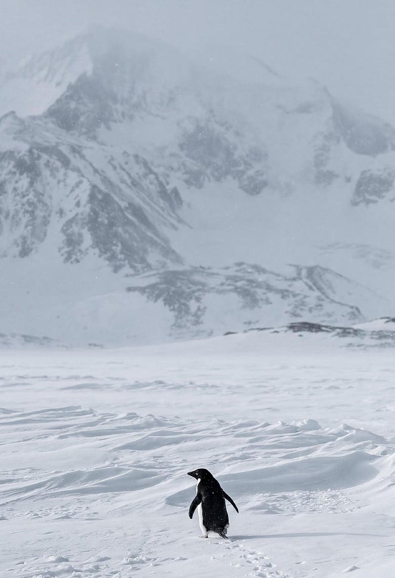 ১৫ বছর আগের এই নিঃসঙ্গ গৃহত্যাগী পেঙ্গুইন কেন হঠাৎ ভাইরাল এখন (ভিডিও) 