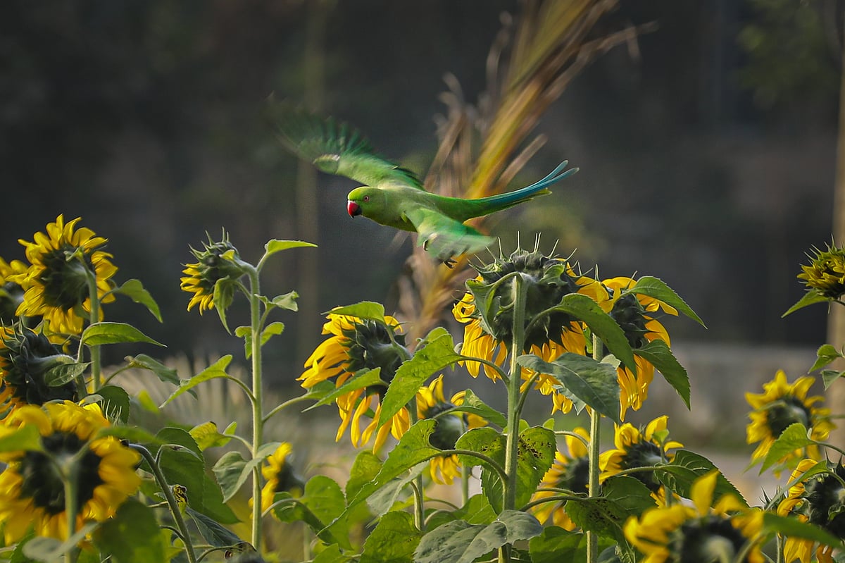 ভোরের আলোয় সূর্যমুখীর বাগান