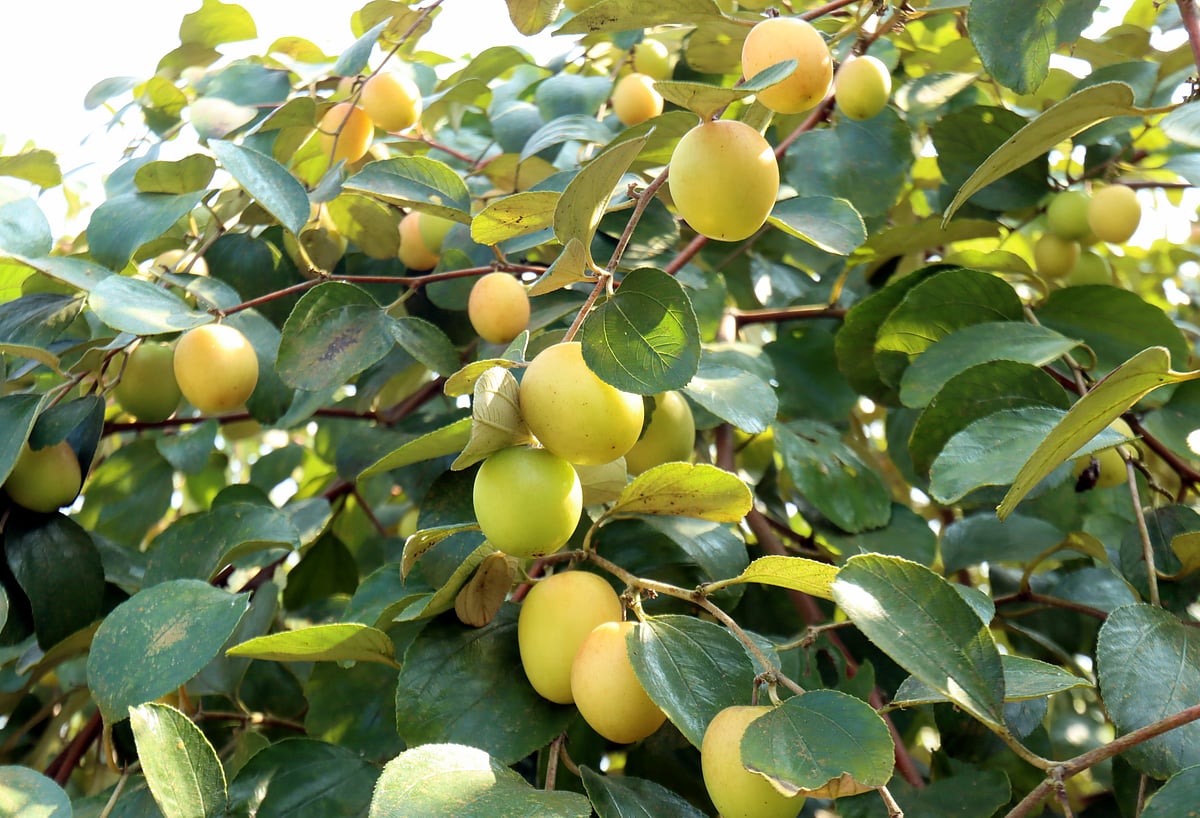 এই বাগান এখন মডেল