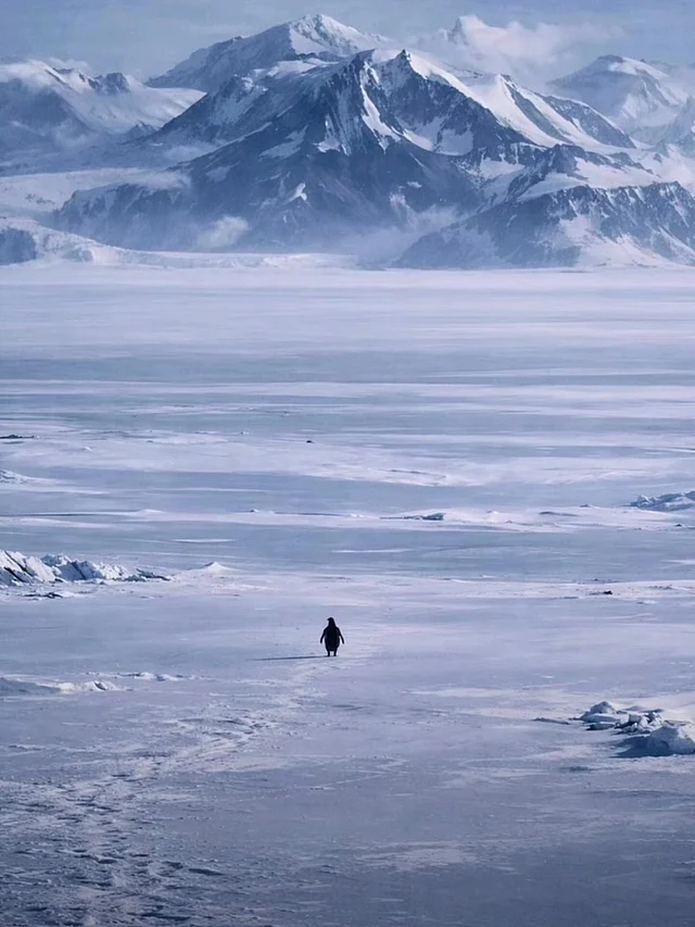 ২০০৭ সালের ভিডিওর এই পেঙ্গুইন ভাইরাল হলো ২০২৬-এ