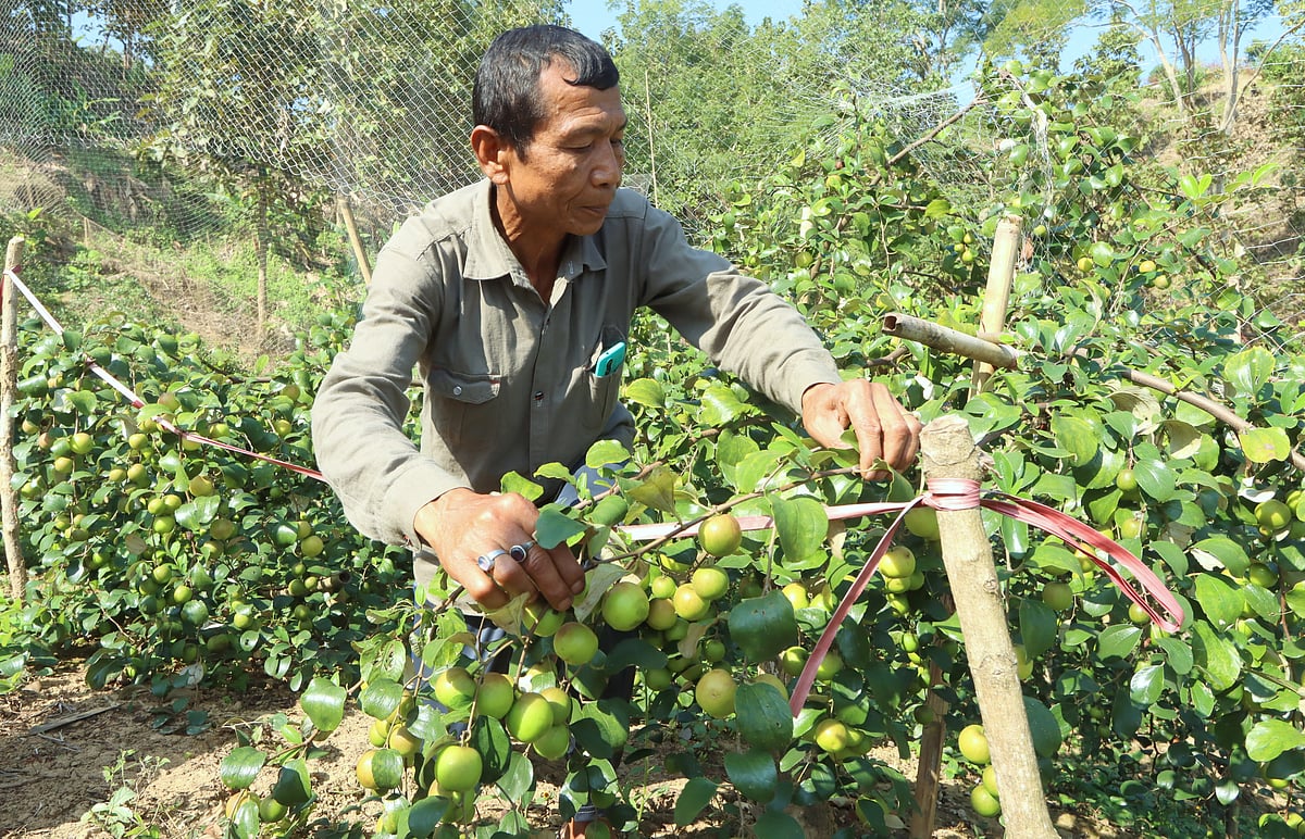 বাগান পরিচর্যা করছেন নীল কান্ত চাকমা 