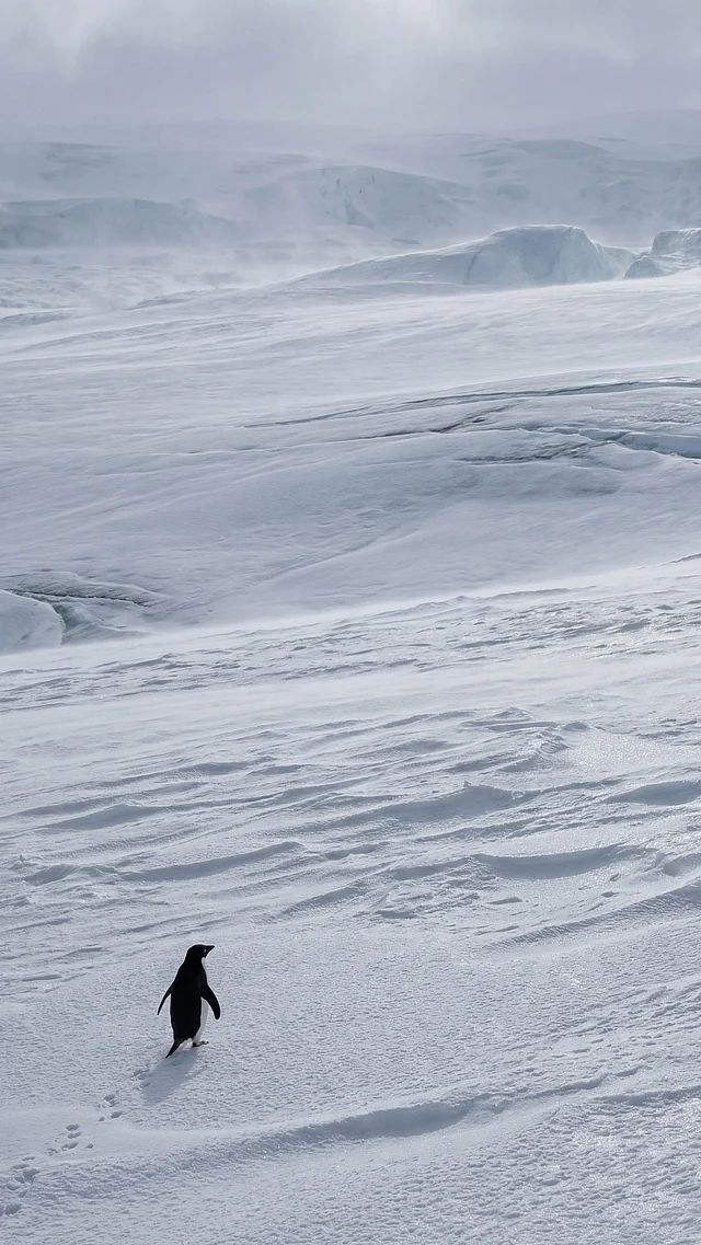 তারপর মুখ ফিরিয়ে নিজের মতো করে যেতে থাকে পাহাড়ের দিকে