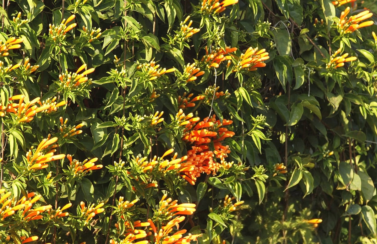 সবুজ পাতার ফাঁকে উঁকি দেওয়া অজস্র সোনাঝরা ফুল দেখে মনে হয়, প্রকৃতি নিজেই পাহাড়ে রঙের পসরা সাজিয়েছে