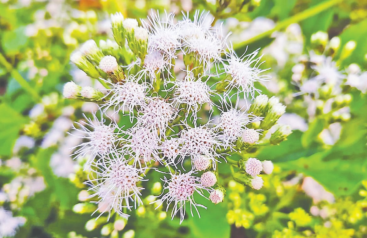 গজনী বনের দুই উদ্ভিদ