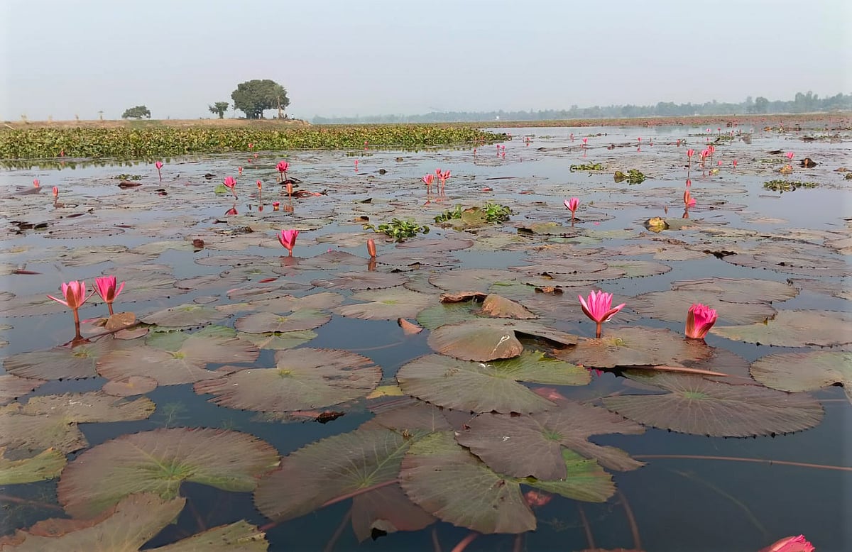 শাপলা–পাখি–মাছের ‘রাজ্য’ বড়বিলা