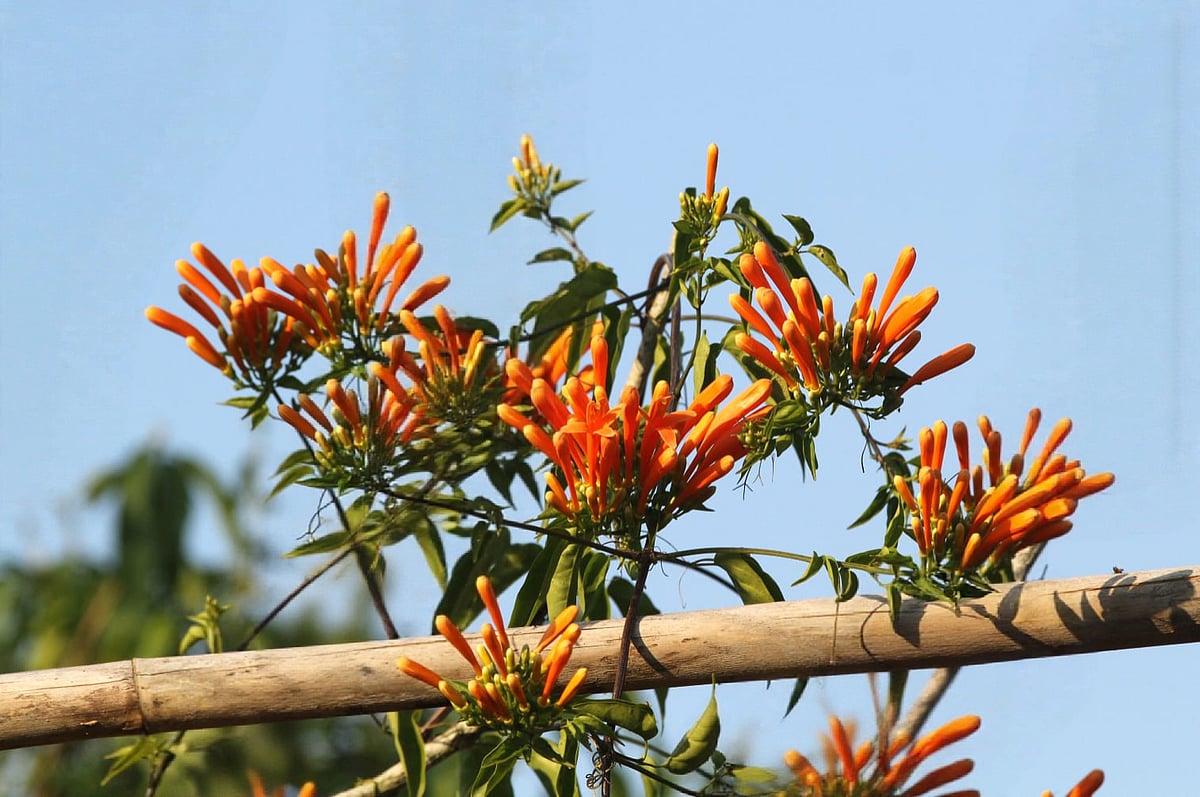 মন ভালো করা ফুলের বাগান