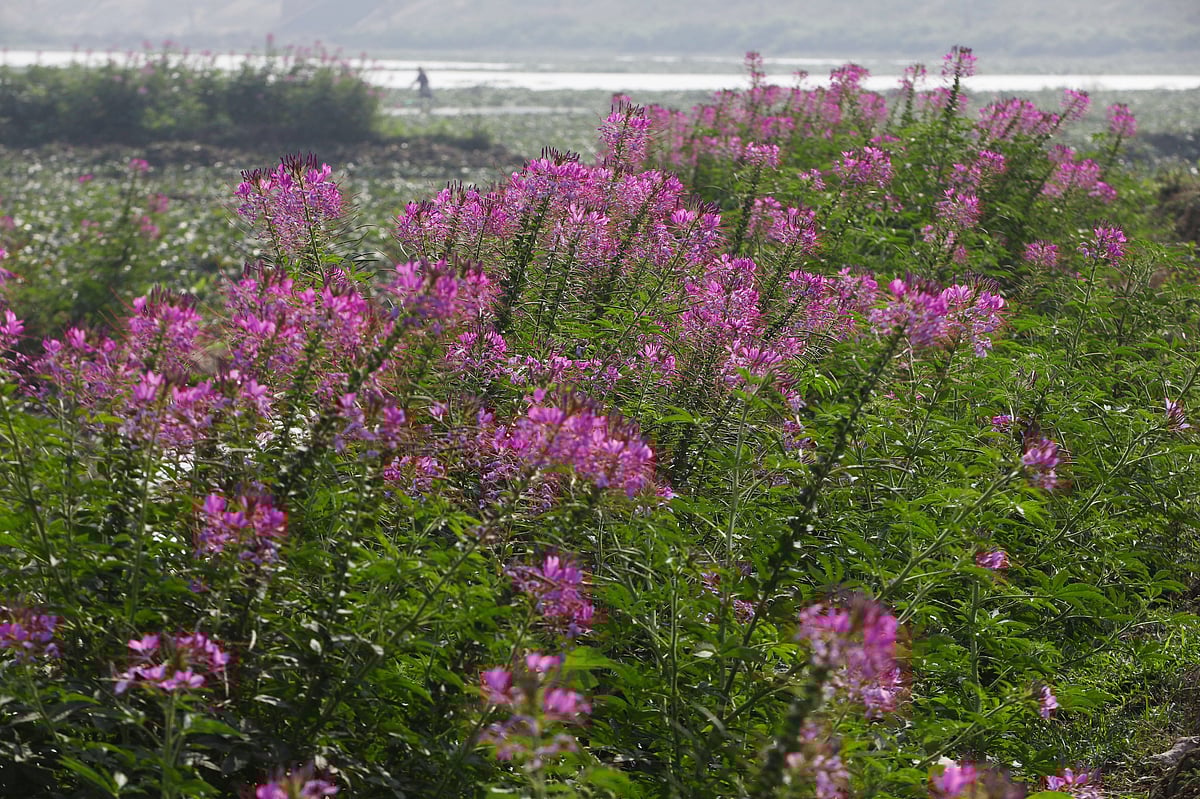 ছবি: আনিস মাহমুদ