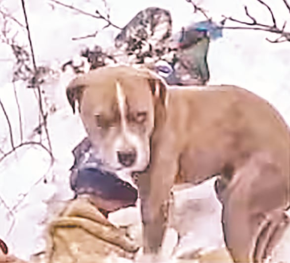 তুষারঝড়েও ৪ দিন মালিকের মরদেহের পাশে কুকুর