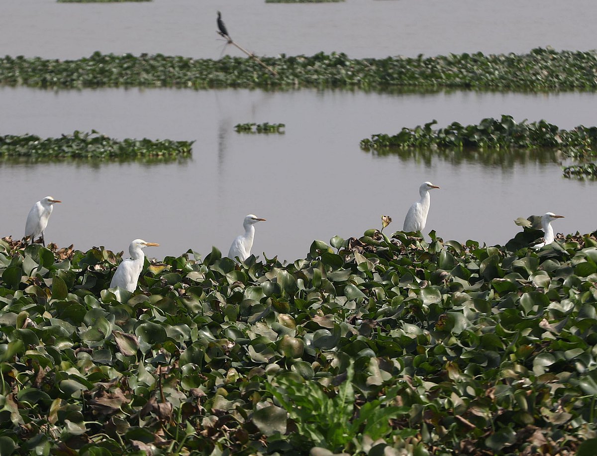 একঝলক (২৭ জানুয়ারি ২০২৬)