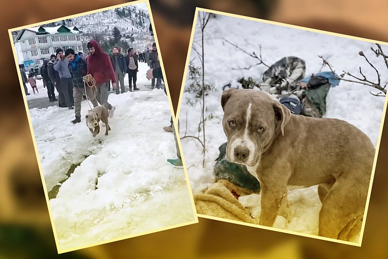 ঠান্ডা–ক্ষুধা উপেক্ষা করে ৪ দিন মালিকের মরদেহ পাহারায় পোষা কুকুর