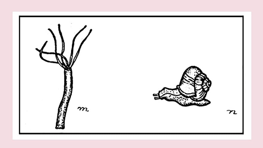 এইচএসসি ২০২৬। জীববিজ্ঞান ২য় পত্র (অধ্যায়–১): জীববৈচিত্র্যসমৃদ্ধ অঞ্চলকেই বলে হটস্পট