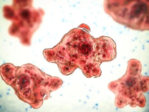 বিশ্বজুড়ে ছড়াচ্ছে বিপজ্জনক মস্তিষ্কখেকো অ্যামিবা