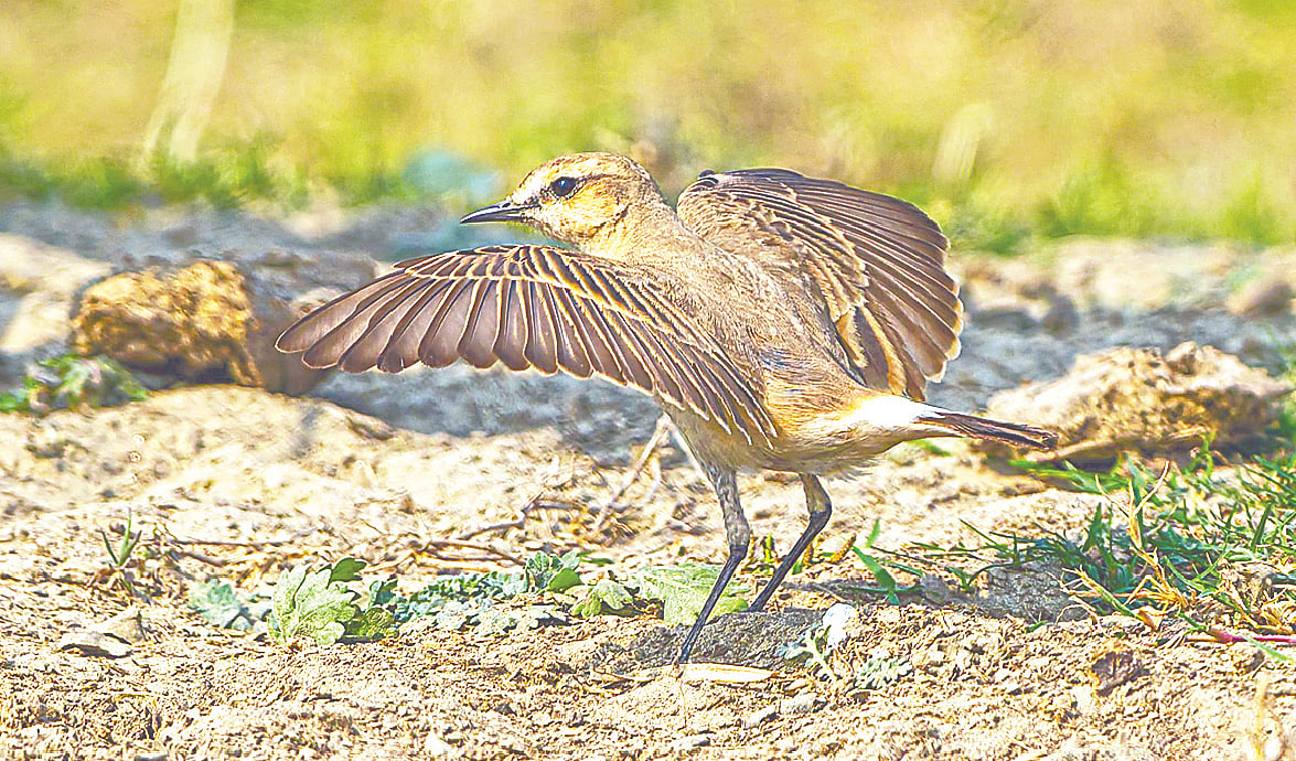 পদ্মার চরের শ্যামলা কাঁকাল