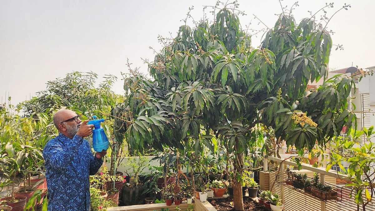 মুকুল আসার এই সময়ে আমগাছের যে যত্নগুলো নিতে হবে