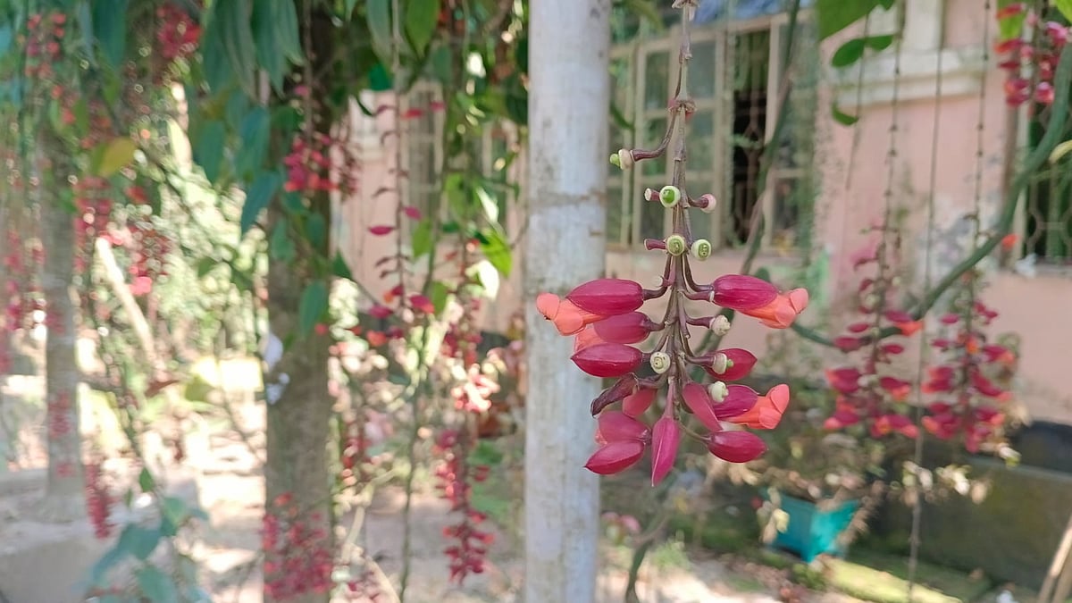 ছবি: মোস্তাফিজুর রহমান