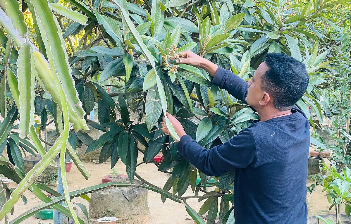 রেজাউলের বাড়িটি যেন উদ্যান, আছে ৫০ জাতের আম, ২০ জাতের আঙুরের গাছ