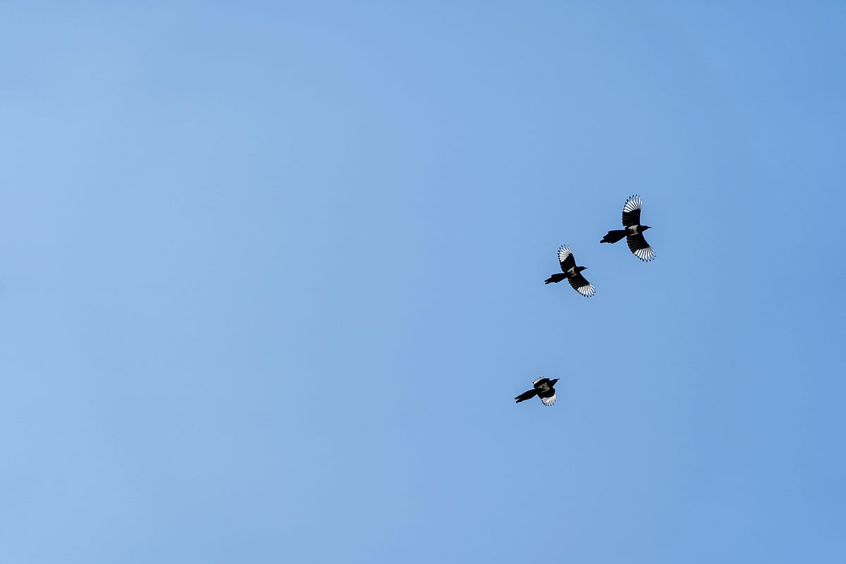 সাওদা বিনতে জামআ: ত্যাগ ও প্রজ্ঞার দৃষ্টান্ত