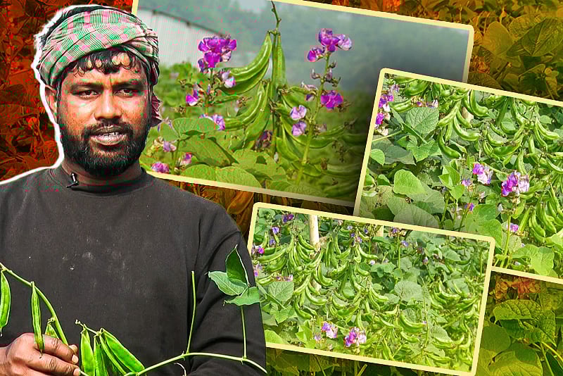 সাটুরিয়ার গ্রামগুলোয় কেন এত শিমের চাষ হচ্ছে