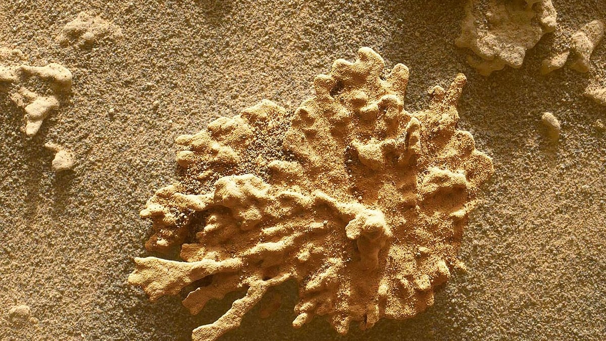 মঙ্গল গ্রহে প্রবাল আকৃতির পাথরের সন্ধান