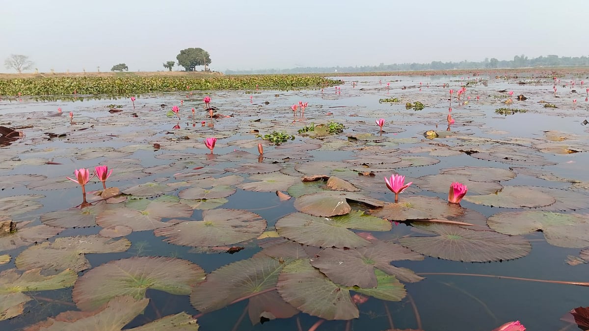 লাল শাপলা আর পদ্মের টানে ‘বড়বিলা’য় একদিন