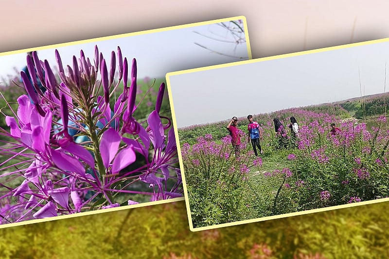 চিরাতার বিলে শীতকাল মানেই মাকড়সা ফুলের সমারোহ