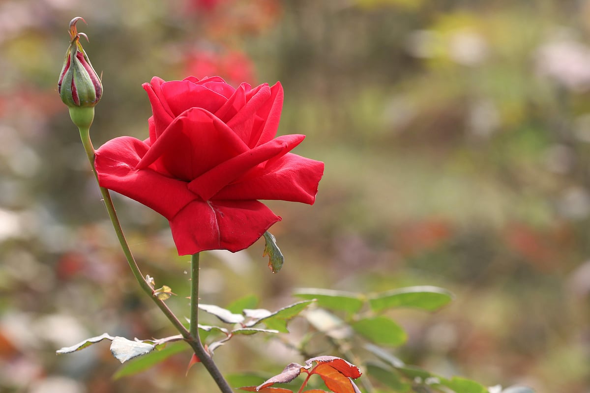 ‘গোলাপ গ্রামে’ ফুলের বাহার