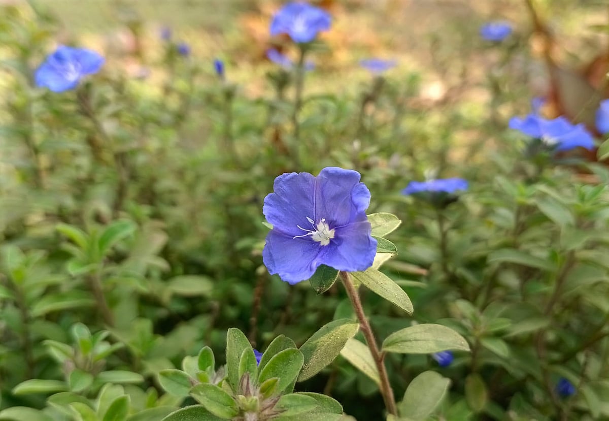 ছবি: মোস্তাফিজুর রহমান 