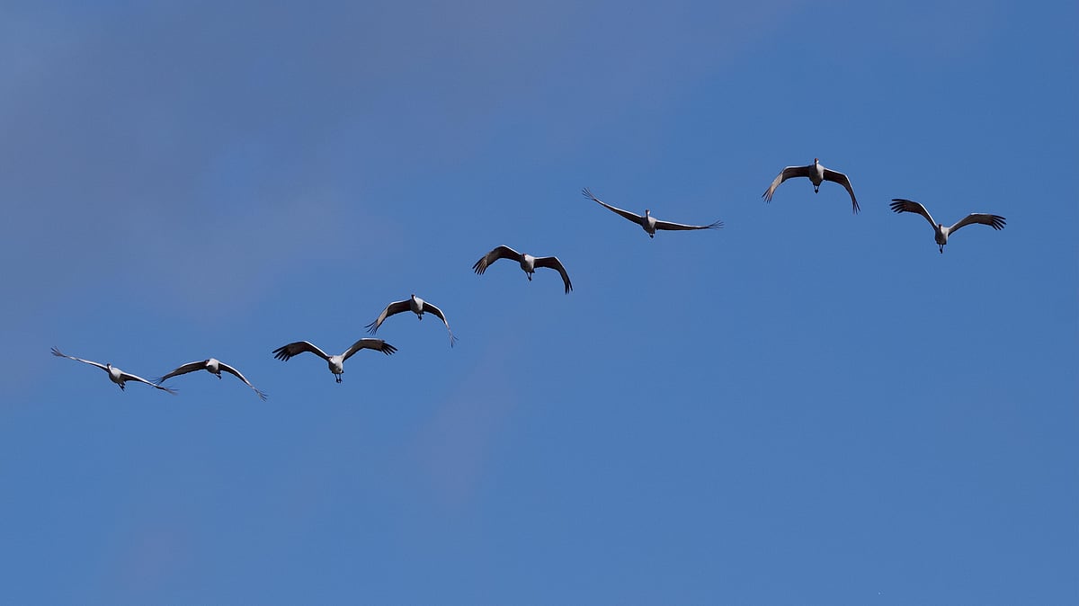 ‘বিচরণশীল পশু–পাখি তোমাদের মতোই একেকটি জাতি’