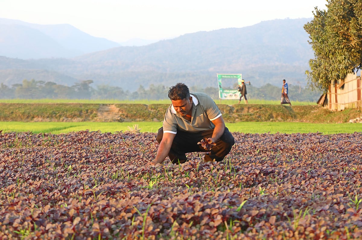 পাথরের গ্রামে এখন মাঠভরা ফসল, পুকুরভরা মাছ, সব কৃতিত্ব মনিরের