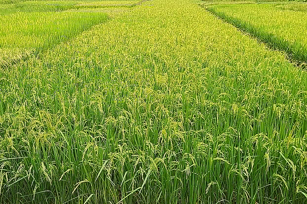 উচ্চ তাপমাত্রা থেকে বোরো ধান রক্ষায় করণীয়