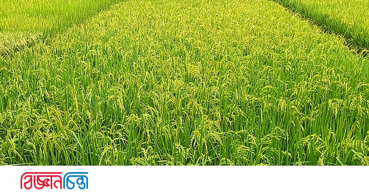 উচ্চ তাপমাত্রা থেকে বোরো ধান রক্ষায় করণীয় উচ্চ তাপমাত্রা থেকে বোরো ধান রক্ষায় করণীয়