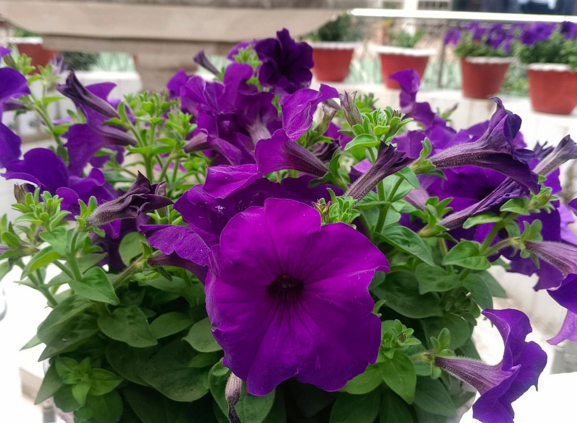 ছবি: মোস্তাফিজুর রহমান