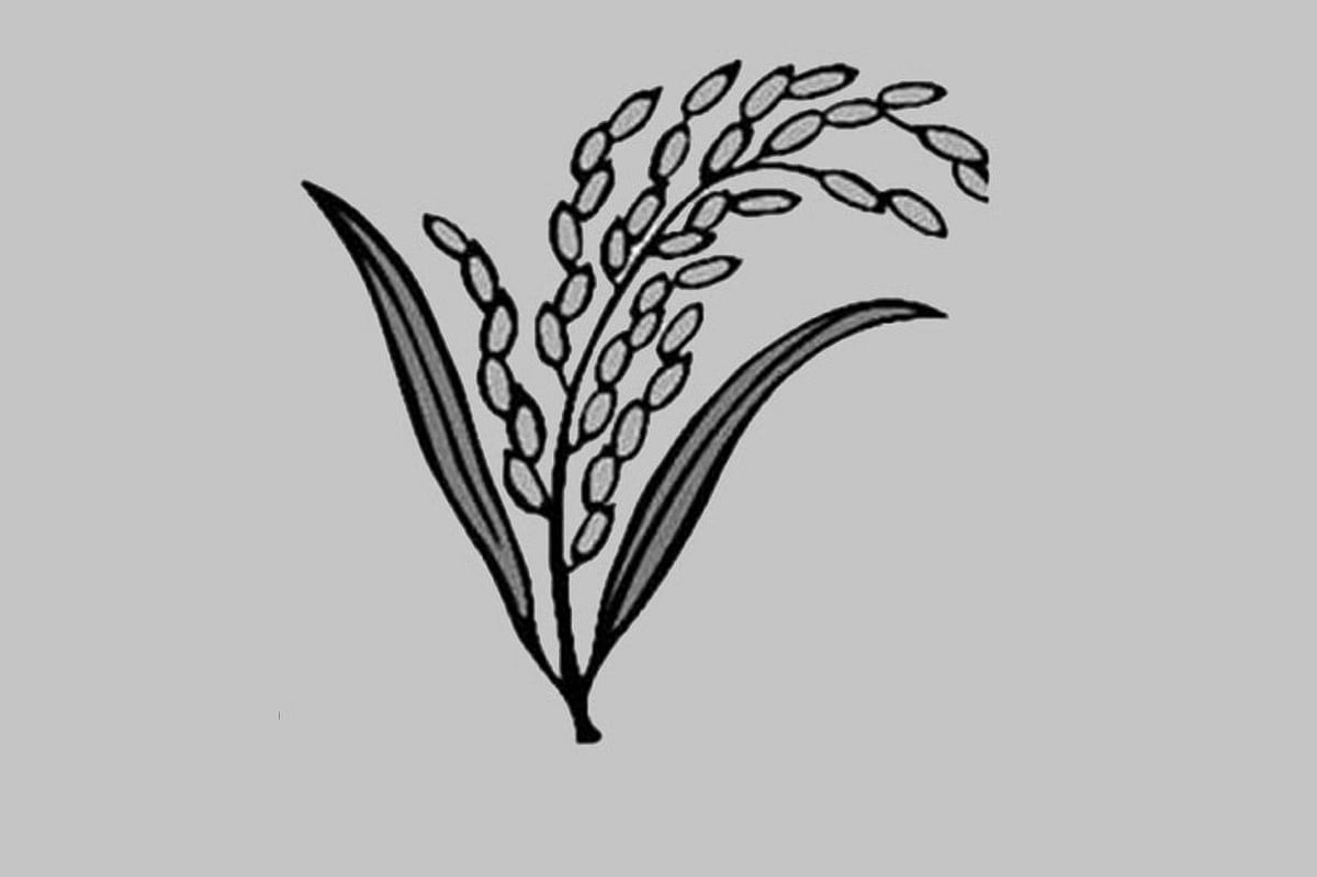 ৯টি আসনে ধানের শীষের প্রতীক থাকছে না