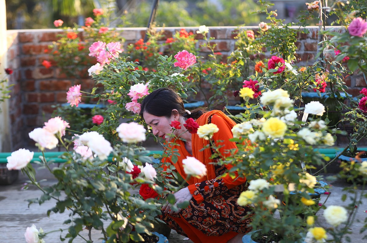 শহরের ছাদে রঙিন ফুলের ঠিকানা
