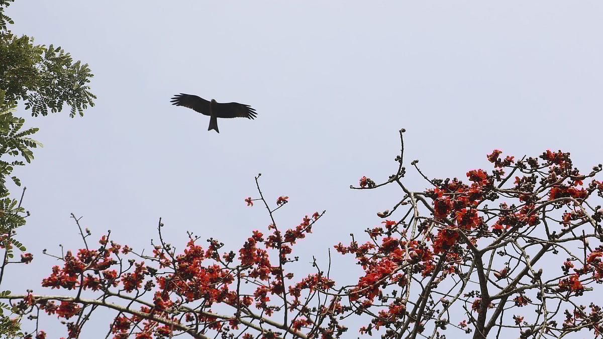 শিমুল ফুটেছে। গাছের ওপর ওড়াউড়ি করছে চিল
