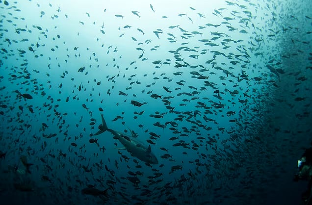 সাগরের মাছে মিলছে মাইক্রোপ্লাস্টিক