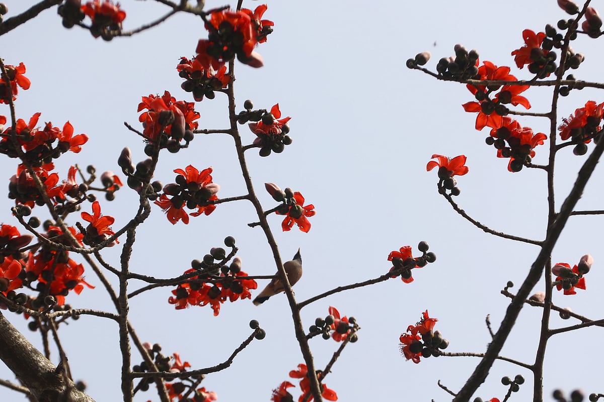 ফুটেছে শিমুল, আসছে বসন্ত