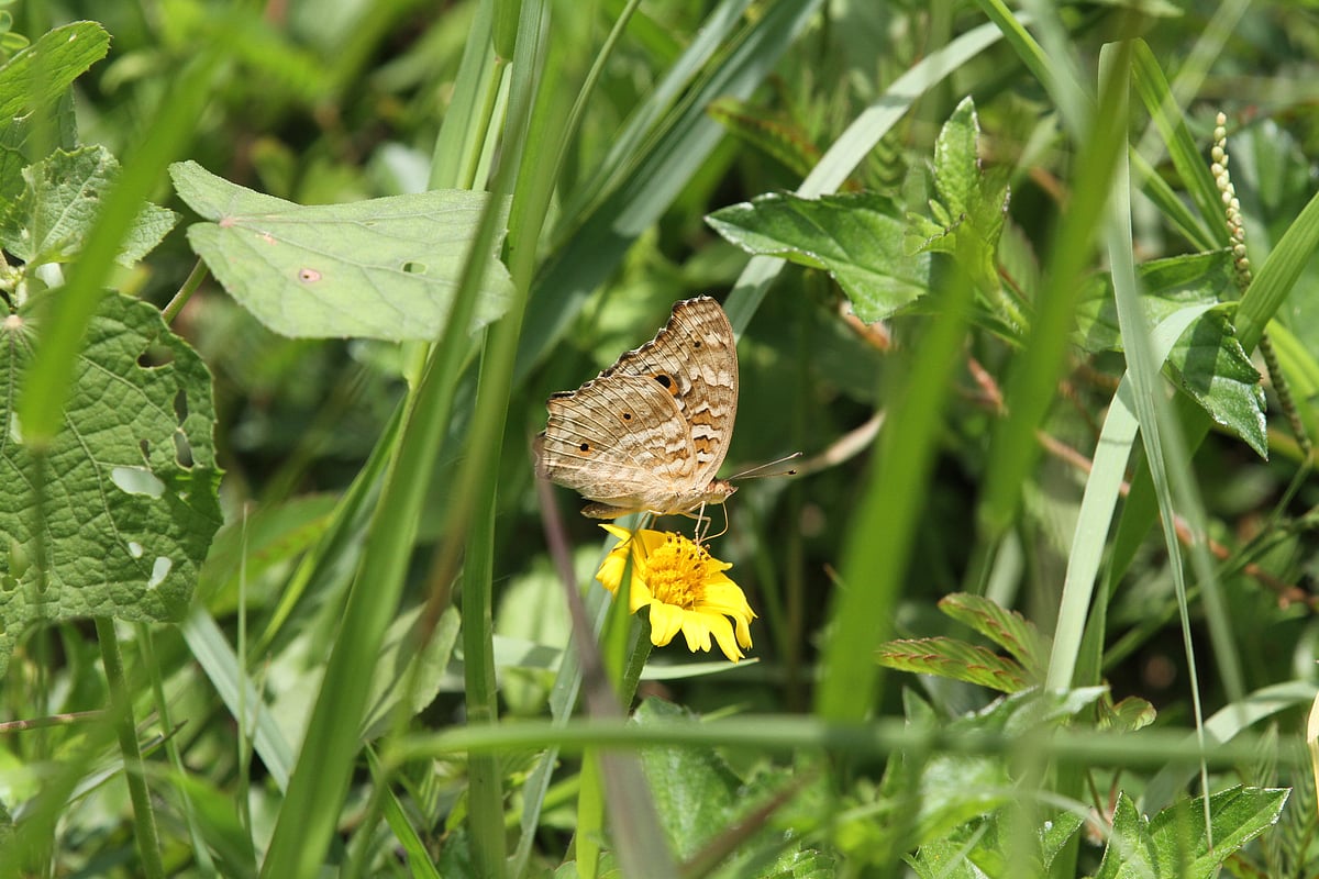 ছবি: সুপ্রিয় চাকমা