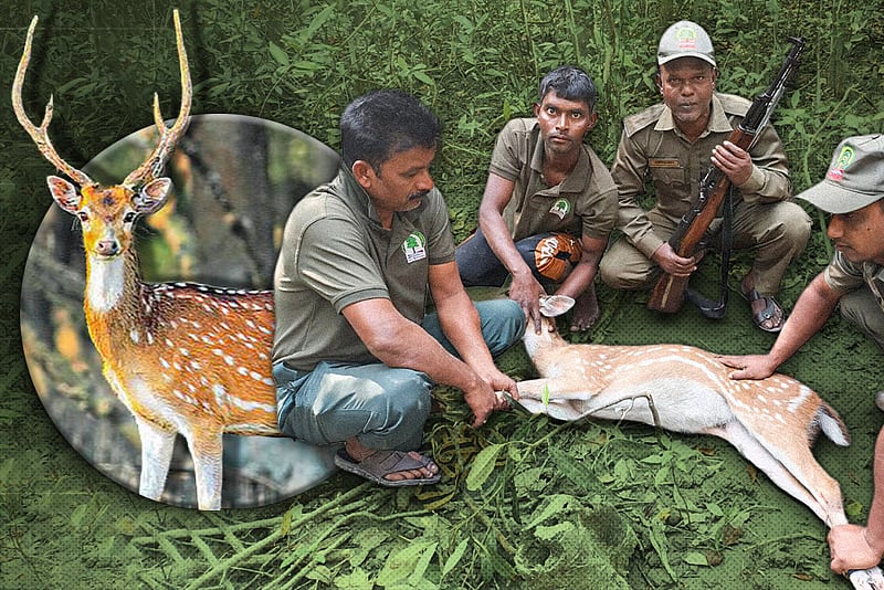মোংলায় লোকালয়ে হঠাৎ এসেছে চিত্রা হরিণ, ঘুরছিল বাজারের ভেতর
