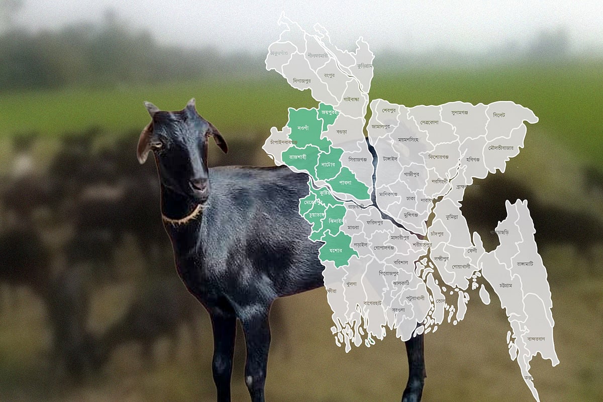 সবচেয়ে বেশি ছাগল পালন জয়পুরহাটে, শীর্ষ দশে কোন কোন জেলা