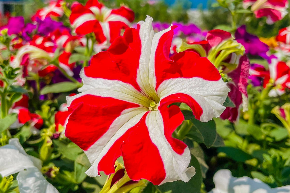 একঝলক (৩ ফেব্রুয়ারি ২০২৬)