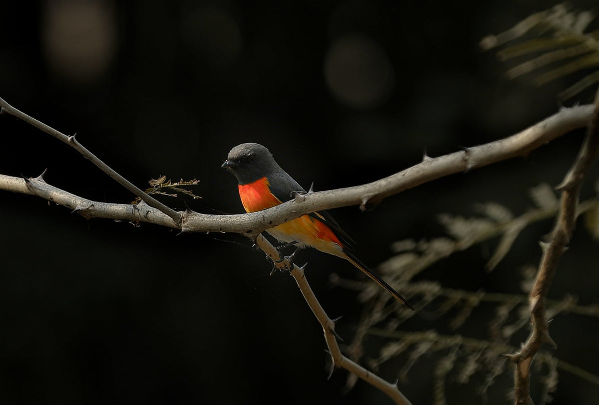 ছবি: সাদ্দাম হোসেন