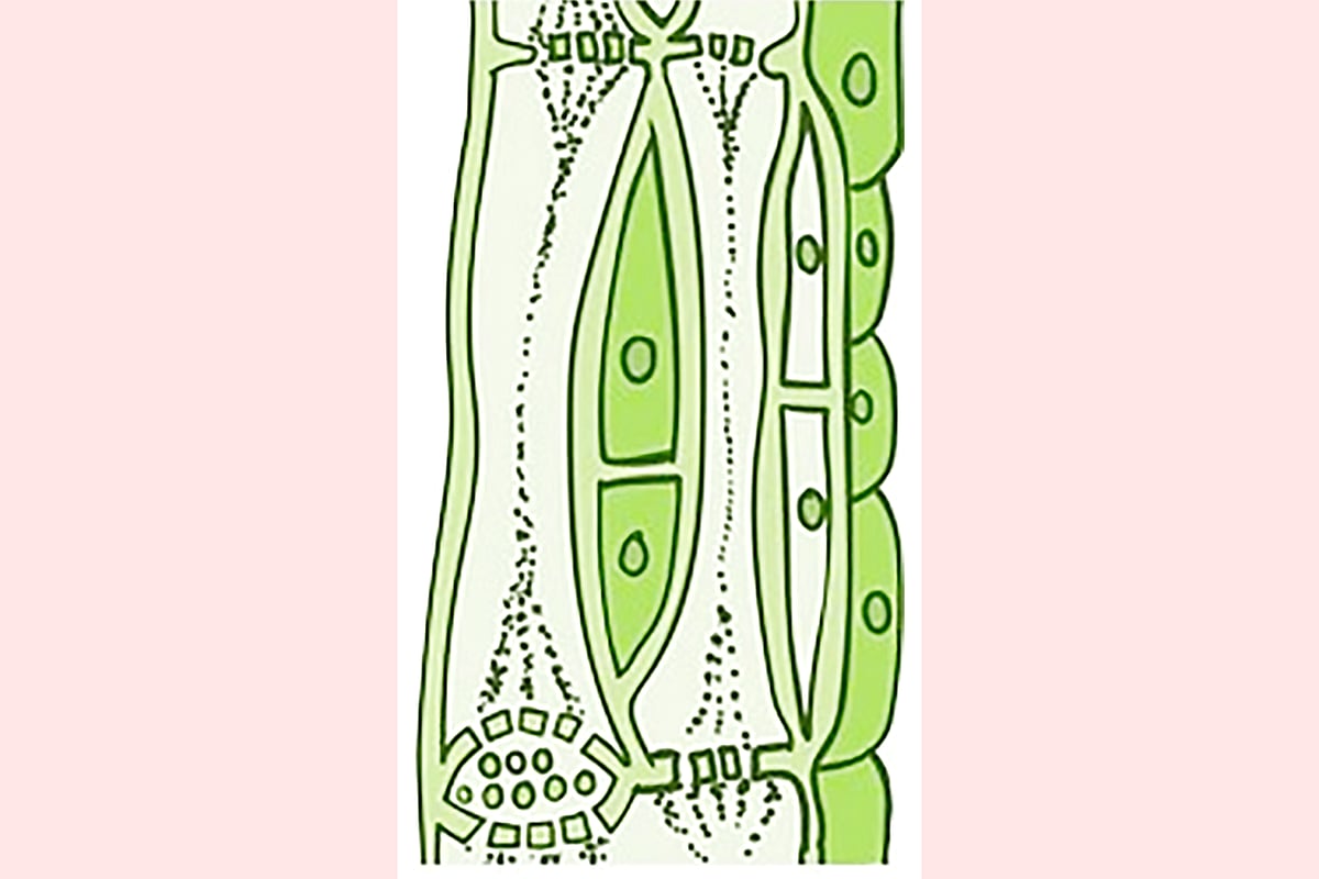 এসএসসি ২০২৬, বিজ্ঞান: সৃজনশীল প্রশ্ন (অধ্যায়–২)।। পরিণত সিভনলে ‘নিউক্লিয়াস’ থাকে না