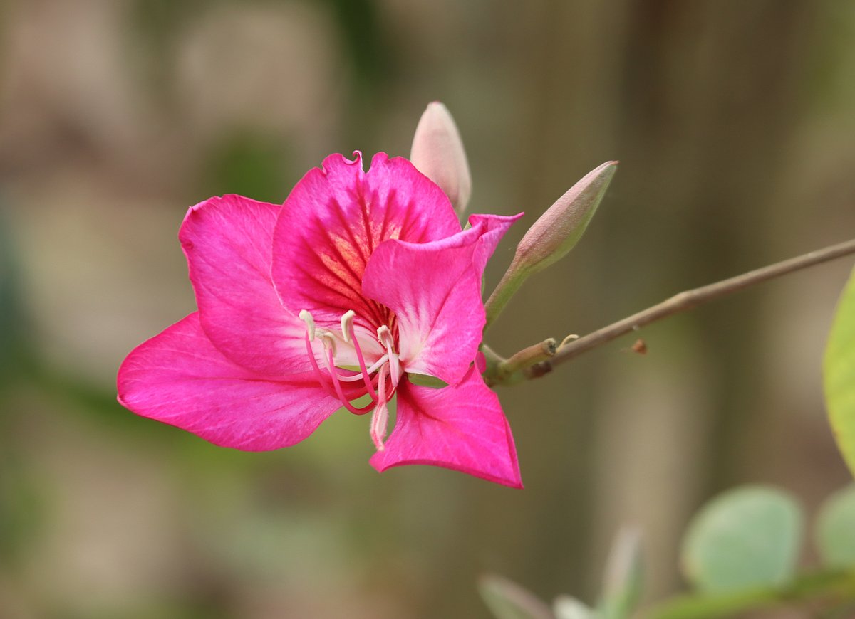 ছবি: সুপ্রিয় চাকমা