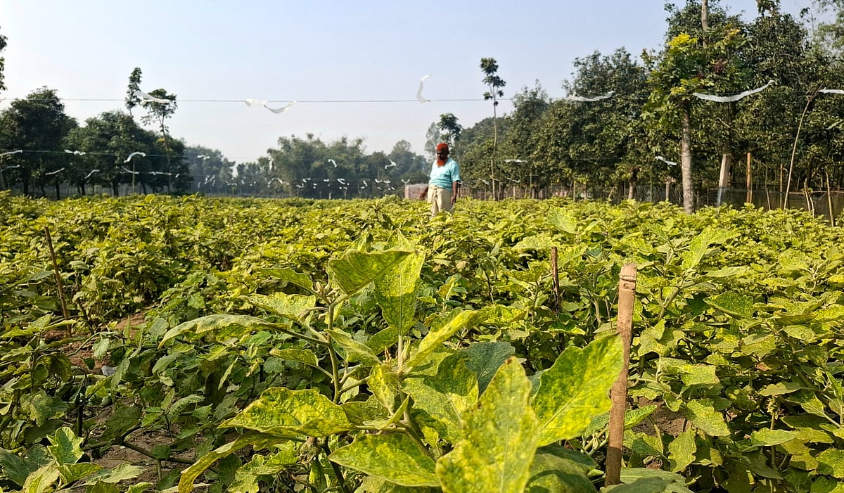 ‘সবাই এখন ভোট নিয়ে ব্যস্ত, কৃষকের কথা শোনার কেউ নাই’