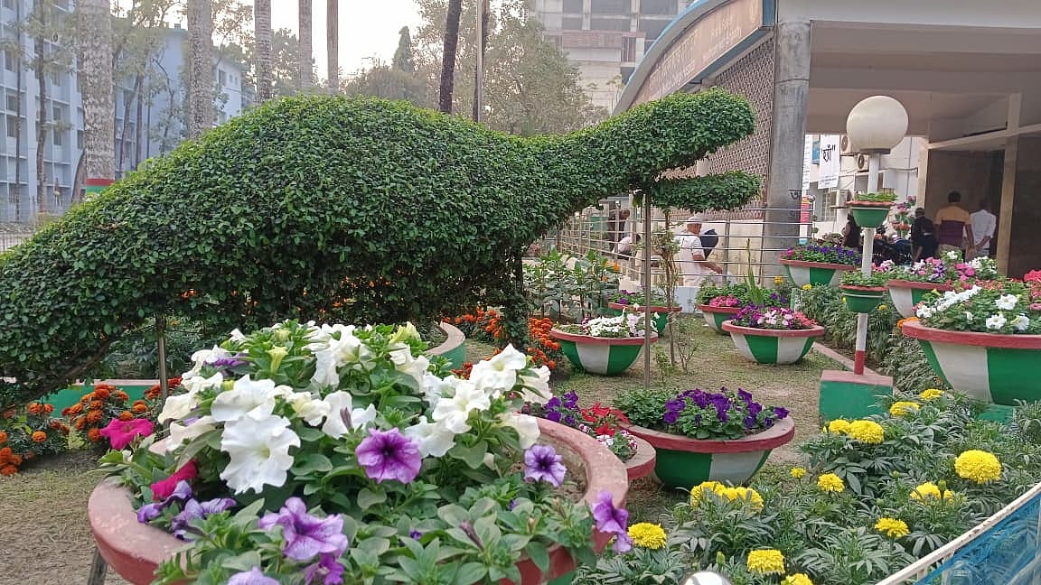 বাহারি ফুল ‘পেটুনিয়া’