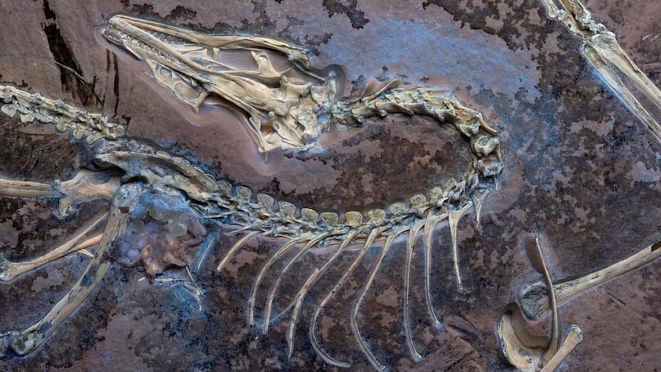 আদি পাখিরা যেমন ছিল