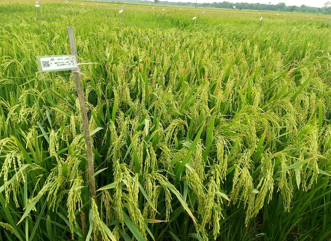 চাষের জন্য অবমুক্ত দুই হাইব্রিডসহ ছয় নতুন ধানের জাত