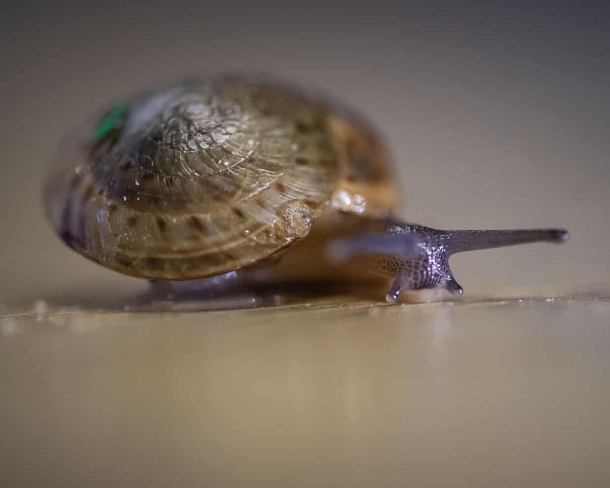 Tiny Bermuda snail returns from the brink after a decade-long rescue effort